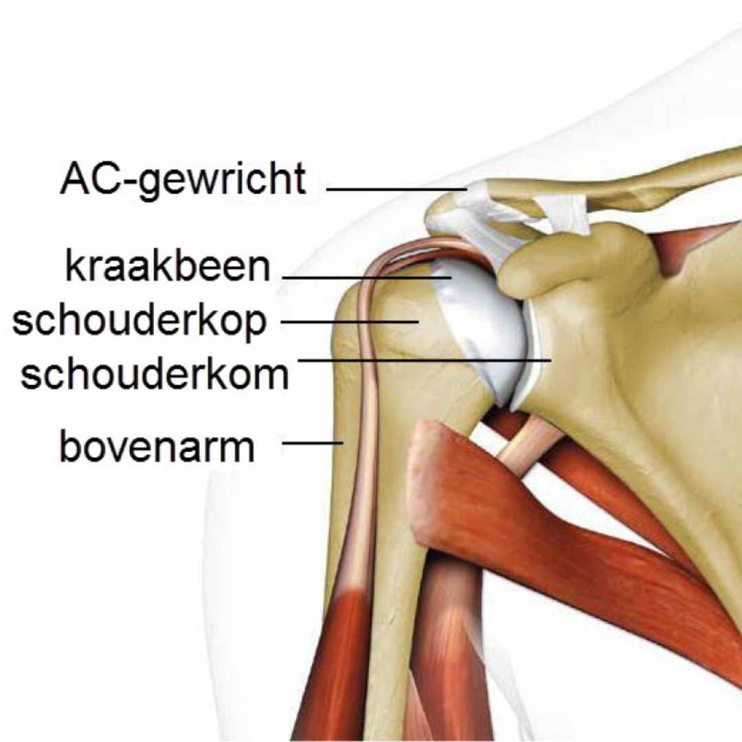 Blog De Schouder Fysio Actief Sneek Bolsward Joure